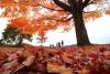 Old Farmer's Almanac Predicts Weather for Fall 2026