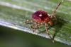 Arkansas’ tick season appears worse than usual, state public health veterinarian says
