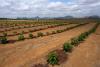 Brazil coffee faces El Niño headwinds, but crops more resilient