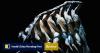 How does Taiwan’s legendary Cloud Gate Dance Theatre look under new director?