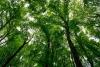 Latvia’s State Forests acquires 5,000 hectares of forest land in Latgale from Swedish owners
