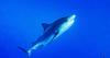 TV Tinsel: Bertie Gregory's search for hammerheads headlines Nat Geo's summer 'SharkFest'