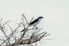 ARCOS Network Celebrates the Golden Beauty of Akagera’s Dry Season