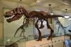 Billionaires Race To Buy $30M T. Rex Fossil for Their Collections; Scientists Fear Losing Access to History