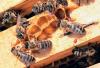Without “royal” orders: Scientists discover mathematical secret of bees’ collective decisions