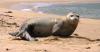 Could the Region of Murcia see the return of the monk seal after 50 years?