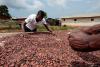 More sun needed to strengthen Ivory Coast cocoa crop, farmers say