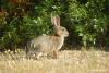 Portuguese scientists call for urgent reclassification of the Iberian rabbit to halt extinction