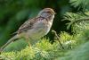 Bird spotted in Iceland for the first time ever