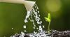 Gardeners urged never to water these 3 plants during a heatwave