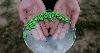 U.S. and Mexico Unveil A New Weapon To Fight Screwworm, the Parasite Threatening Cattle Herds