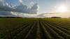 Late Rains, Tight Windows Challenge Weed Control In Kansas Row Crops