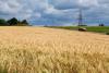 Ukraine’s Largest Grain Exporter Halts Port Operations After Russian Strikes