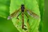 New wormlion species builds pitfall traps on the slopes of the Himalayas