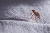 Chicago is named the worst city for bedbugs—again