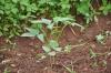 Viruses help plants obtain nitrogen