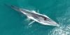 Record-breaking whale migration delights Costa Blanca researchers