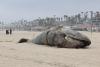 Nearly 150 Gray Whales Have Been Found Dead Along North America's Pacific Shore This Year, Prompting Scientists to Sound the Alarm