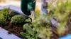 Four gardening jobs you can still do during a UK hosepipe ban this summer
