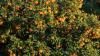Peruvian citrus exports drop 20% as mandarin decline offsets lemon, orange growth