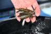Near Record Walleye Production Will Bolster Fisheries