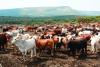 Botswana gains upper hand against FMD