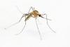 West Nile Virus Confirmed in Small Western Massachusetts City