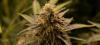 Cannabis Culture Needs Collaboration, Not Fragmentation