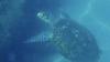 Florida man tried to sell sea turtle shell illegally for $2,700 on Facebook