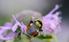 2026 #NDGF Watchable Wildlife Photo Contest Open