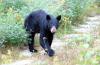 Probe of WA fish and wildlife commissioners continues