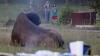 Man recovering from surgery after bison attack at Yellowstone, as wildlife experts share safety warning