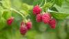 Chile to use AI to combat pests affecting soft fruit
