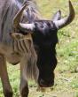 Wildebeest escapes Indiana zoo exhibit, found in neighboring habitat