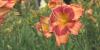 Chippewa Valley farm hosts daylily fundraiser to support Malawi villages
