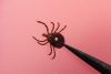 Mizzou leads the charge to protect Missouri’s $4B cattle industry from tick threats