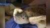 Green sea turtle released back into the ocean after rehabilitation in Palm Beach County