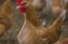 Slower-growing broiler sustainability concerns raised
