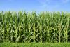 Late rains and tight windows challenge weed control in Kansas row crops