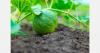 Jordanian company Genome Seeds opens its Iberia subsidiary in Villena, Alicante