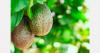 Ethiopia targets avocado exports during Peruvian supply gap