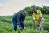 Four Rows, One Lesson: Farmers Put Strip Cropping to the Test in Eastern Zambia