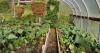 Gardening and simplicity go hand in hand
