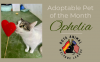 Rota’s Adoptable Pet of the Month: Ophelia