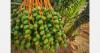 "Across Egypt, Medjool harvest is projected to reach at least 60,000 tonnes"