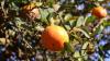 Florida citrus season tops forecasts, improves from last year