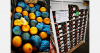 South African sweet oranges enter the market, while Spanish cherries make their debut