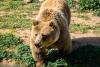Bears raid yards, roam the square, and leave villagers in northern Greece afraid to go out