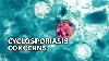 North Carolina reports an increase in cyclosporiasis cases, health officials say