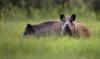 Moldovan authorities recommend protecting farmland from wild boars